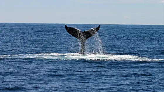 humpback whale tail exmouth