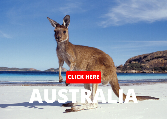kangaroo on the beach in Australia