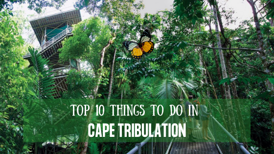 Top 10 Things To Do In Cape Tribulation for 2021